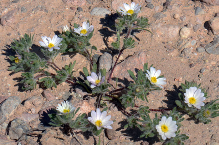 Mojave Desertstar has small green hairy leaves with stiff hairs on stems spreading widely and loosely. Monoptilon bellioides
